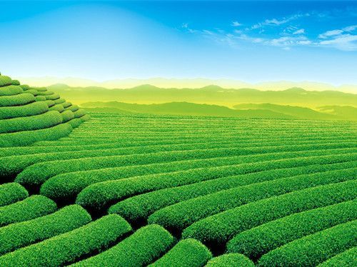 绿茶怎么保存 绿茶的保存技巧 www.027eat.com