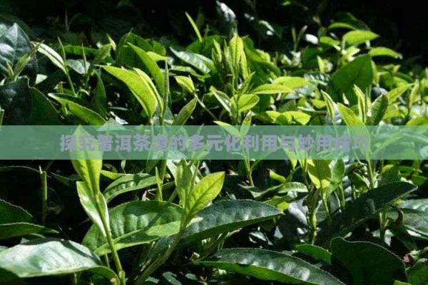 探究普洱茶渣的多元化利用与妙用技巧