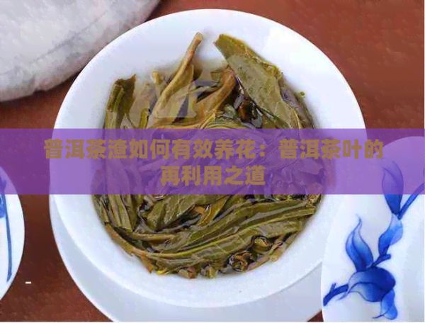 普洱茶渣如何有效养花：普洱茶叶的再利用之道