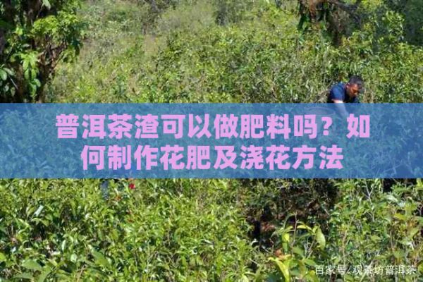 普洱茶渣可以做肥料吗？如何制作花肥及浇花方法