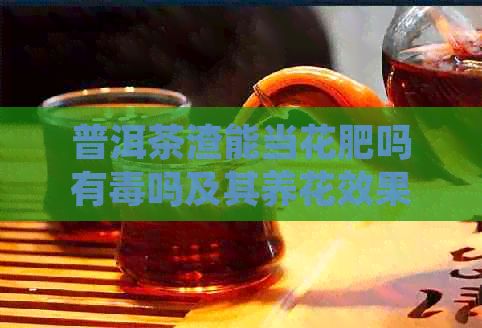 普洱茶渣能当花肥吗有吗及其养花效果与肥料用途探究