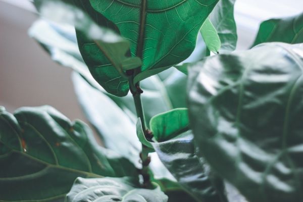 咖啡渣能當肥料嗎？高效堆肥攻略：將咖啡渣變廢為寶的完整教學