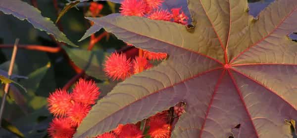 蓖麻油的7个健康益处与多种用途