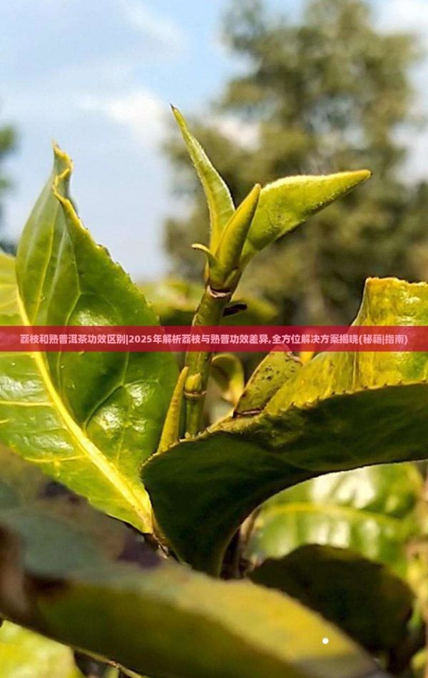 荔枝和熟普洱茶功效区别