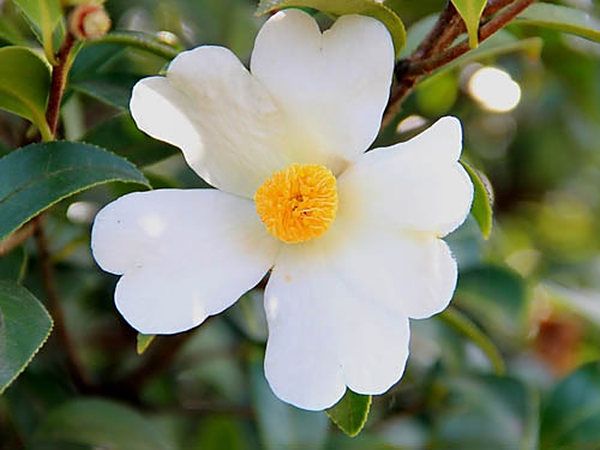 茶油有什么作用