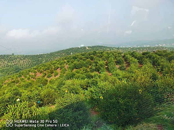 油茶苗培育技术：油茶种子的播种分春播和秋播，秋播最好在11月进行