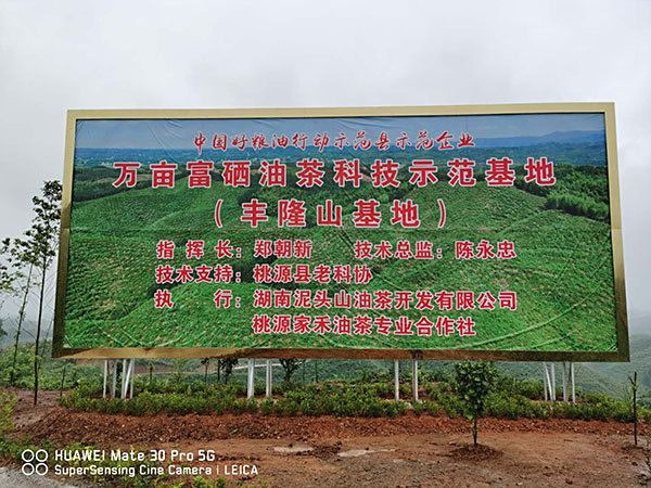 都知道茶油香、茶油好！ 纯山茶油，你真的知道怎么用吗？