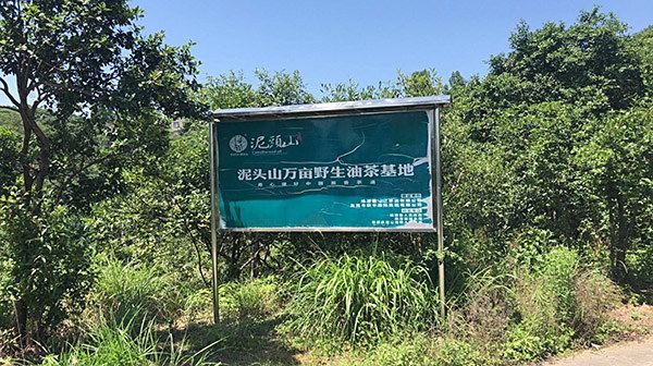 把握油茶冬季施肥时间，促进来年油茶丰产高产