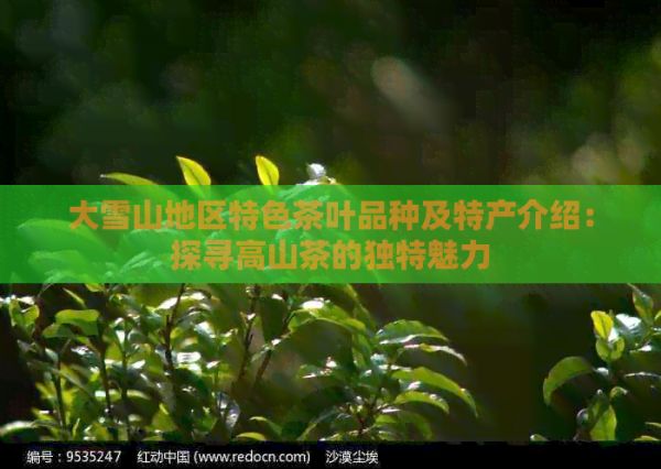 大雪山地區(qū)特色茶葉品種及特產(chǎn)介紹：探尋高山茶的獨特魅力