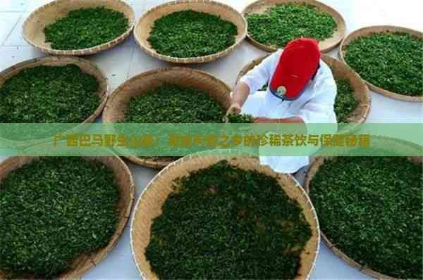 廣西巴馬野生山茶：源自長(zhǎng)壽之鄉(xiāng)的珍稀茶飲與保健秘籍
