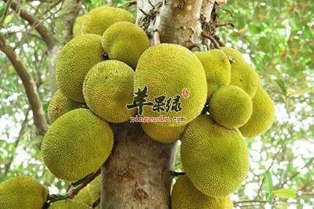 吃菠萝蜜好处多 你一定没有想到