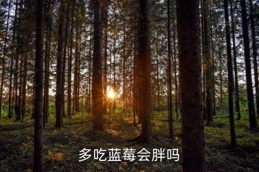 多吃藍(lán)莓會(huì)胖嗎