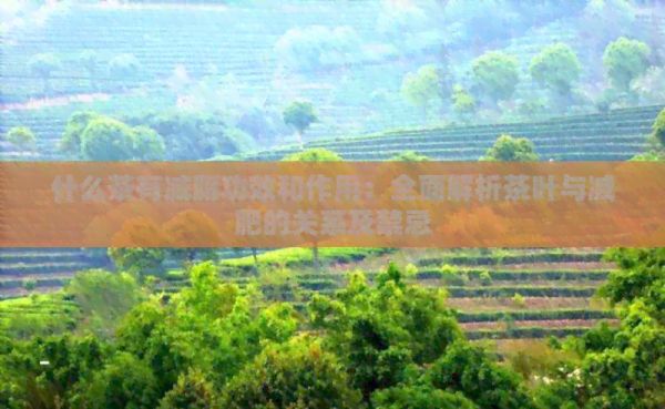 什么茶有减脂功效和作用：全面解析茶叶与减肥的关系及禁忌