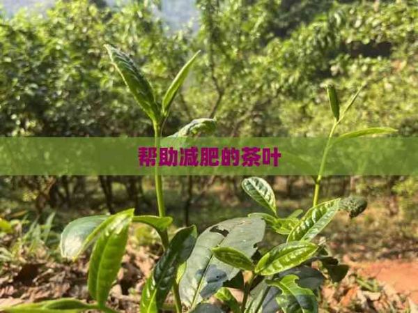 帮助减肥的茶叶