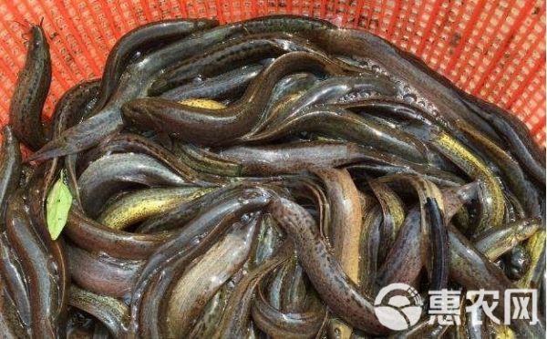  滋补养生，健康食品，水中人参，生态泥鳅