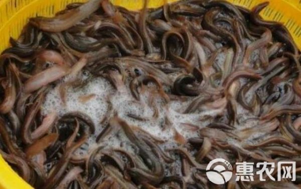  滋补养生，健康食品，水中人参，生态泥鳅
