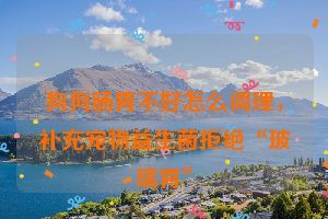 狗狗腸胃不好怎么調(diào)理，補充寵物益生菌拒絕“玻璃胃”