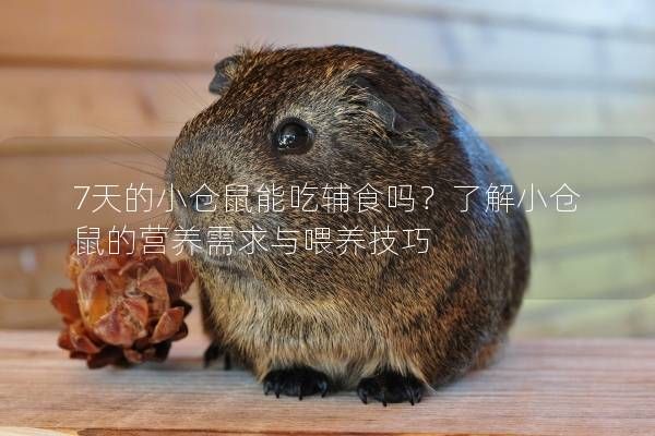 7天的小倉鼠能吃輔食嗎？了解小倉鼠的營養(yǎng)需求與喂養(yǎng)技巧