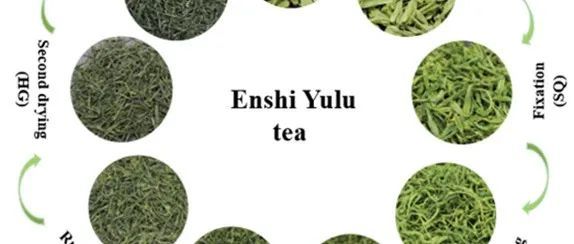 JSFA丨新鮮龍井茶葉工業(yè)加工成恩施玉露茶過(guò)程中的香氣分析
