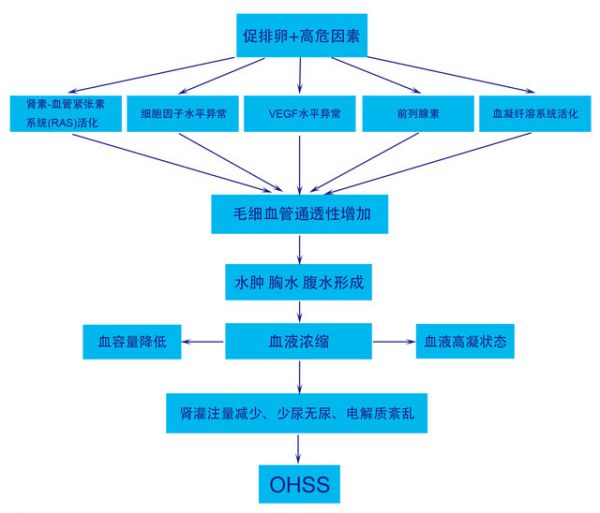 OHSS機(jī)制圖 (2).jpg