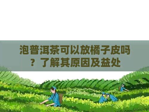 泡普洱茶可以放橘子皮吗？了解其原因及益处