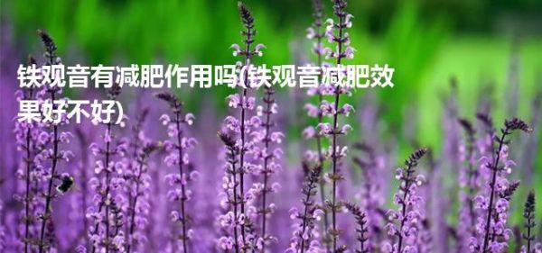 铁观音有减肥作用吗(铁观音减肥效果好不好)