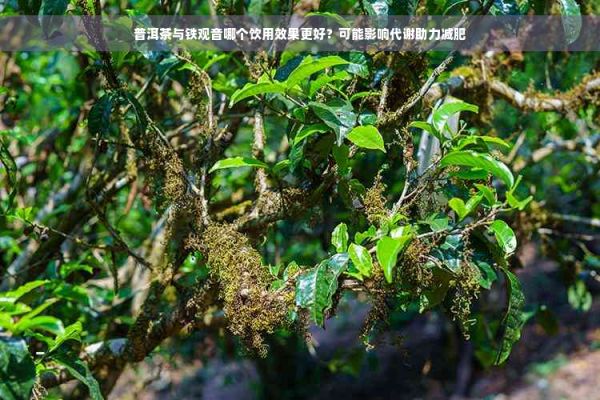 普洱茶与铁观音哪个饮用效果更好？可能影响代谢助力减肥