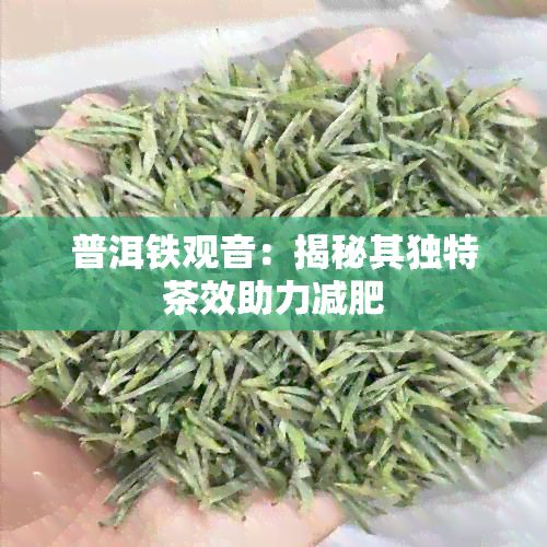 普洱铁观音：揭秘其独特茶效助力减肥