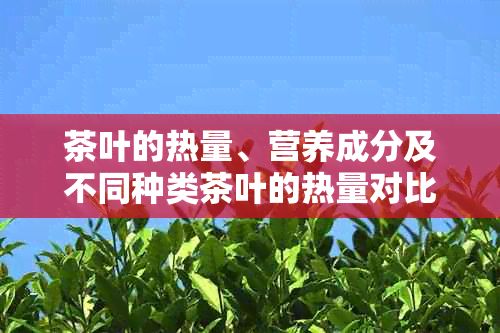 茶叶的热量、营养成分及不同种类茶叶的热量对比分析