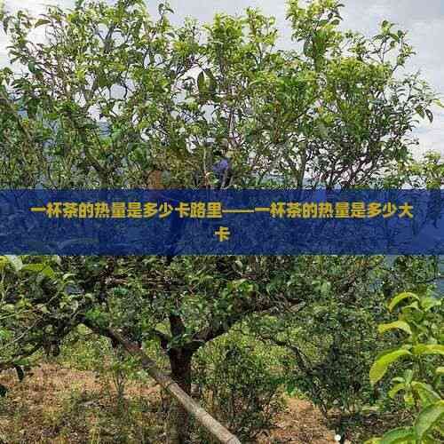 一杯茶的热量是多少卡路里——一杯茶的热量是多少大卡