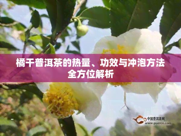 橘干普洱茶的热量、功效与冲泡方法全方位解析