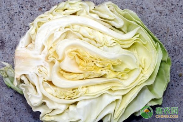 过年大鱼大肉太油腻？这五种生吃蔬菜既营养又解腻！