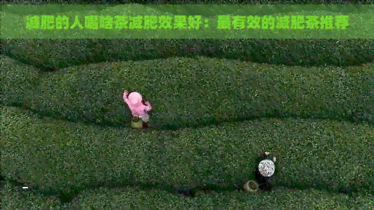 减肥的人喝啥茶减肥效果好:最有效的减肥茶推荐