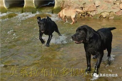 狗狗每天需要喝多少水才算健康？