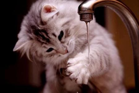 猫咪每天应该喝多少水呢？