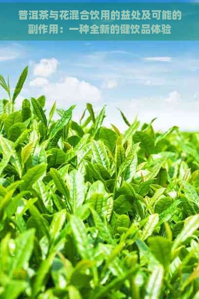 普洱茶與花混合飲用的益處及可能的副作用：一種全新的健飲品體驗(yàn)