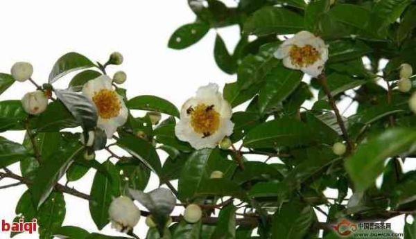 普洱茶茶花：作用、功效與禁忌全解析