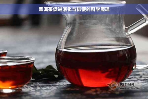 普洱茶促進消化與排便的科學(xué)原理