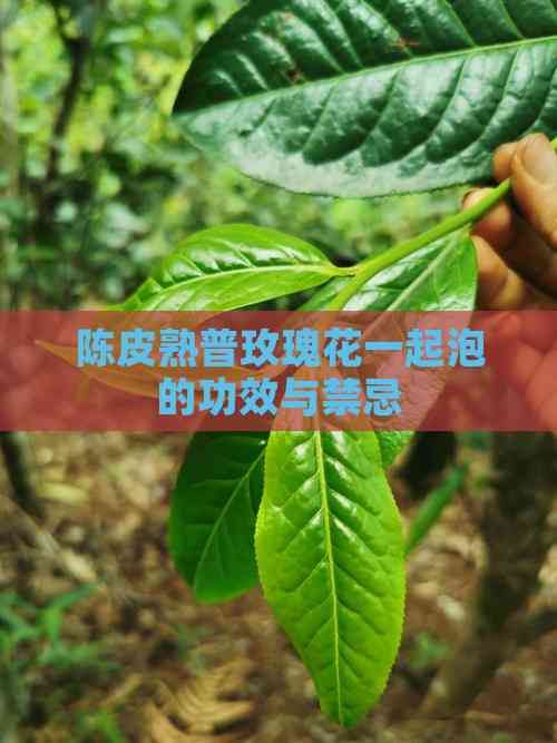 陳皮熟普玫瑰花一起泡的功效與禁忌