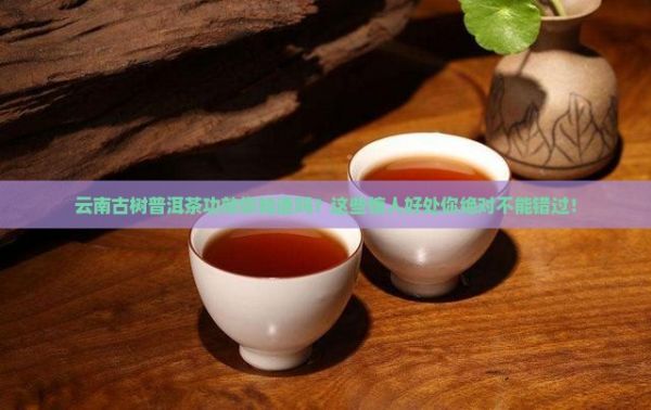 云南古树普洱茶功效
