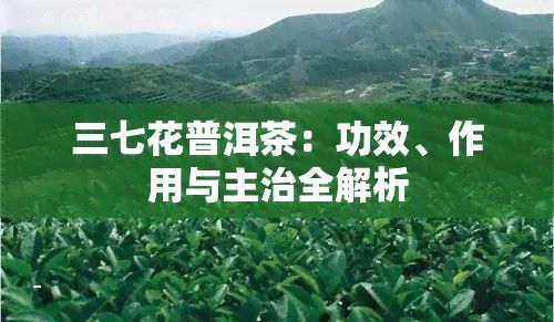 三七花普洱茶：功效、作用与主治全解析