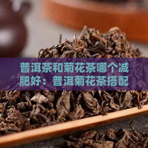 普洱茶和菊花茶哪個減肥好：普洱菊花茶搭配減肥效果探究