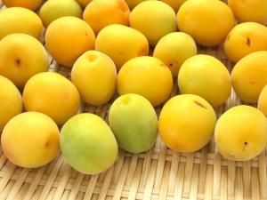 梅精功效,梅精