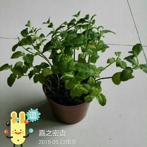 蜂蜜薄荷柠檬茶～夏日里的一抹小清新的做法 步骤1