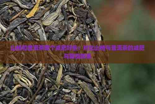 山楂和普洱茶哪个减肥好些：对比山楂与普洱茶的减肥与降脂效果