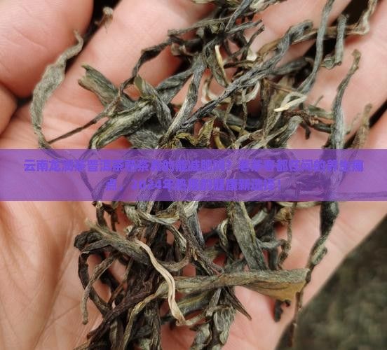 云南龙润茶普洱茶熟茶作用