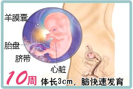 怀孕第10周胎儿图