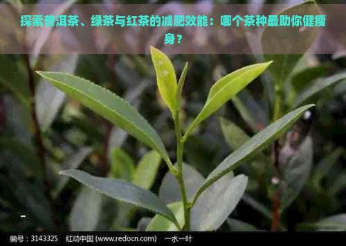 探索普洱茶、绿茶与红茶的减肥效能：哪个茶种最助你健瘦身？