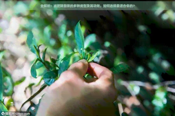 全解析：减肥降脂茶的多种类型及其功效，如何选择最适合你的？