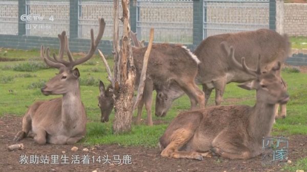 《遠(yuǎn)方的家》中國(guó)自然秘境 高原精靈奇遇記